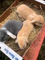 Junge zwergwidder Kaninchen Bayern - Wiedergeltingen Vorschau