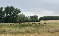 Stallhilfe :) Niedersachsen - Schöppenstedt Vorschau