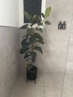 Zimmerpflanze / Ficus elastica Nordrhein-Westfalen - Gladbeck Vorschau