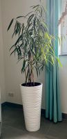 Pflanze Palme mit Topf (68cm) Saarland - Großrosseln Vorschau