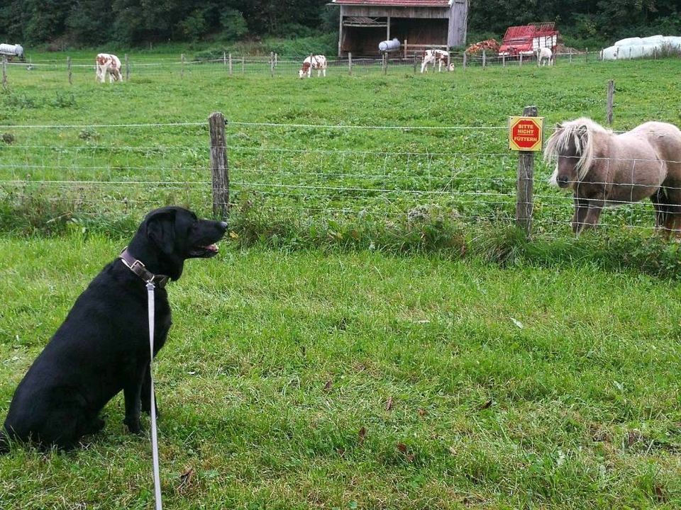 Ferienwohnung in Bayern, Chiemgauer Alpen, Urlaub mit Hund in Marquartstein