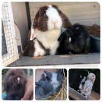 Minilop,  Mini Lop,  Häsin, Kastrat , Zwergkaninchen,  Zwergwidde Niedersachsen - Goslar Vorschau