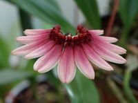 Orchidee - Bulbophyllum cumingii Thüringen - Münchenbernsdorf Vorschau