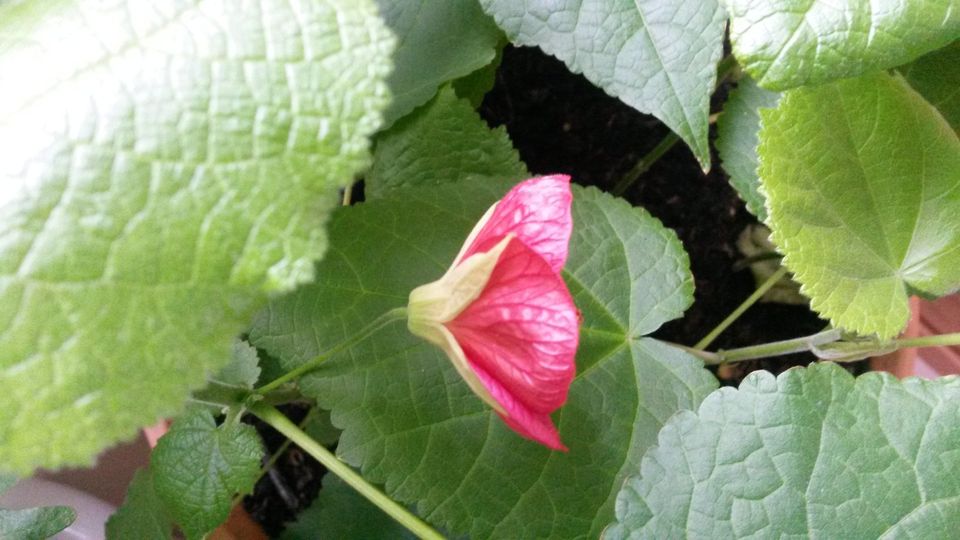 Abutilon, Schönmalve in Leipzig