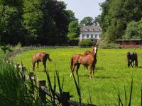 Trier + 25 Autominuten: Haus mit Pferdehaltungsmöglichkeit von netter Familie gesucht! Rheinland-Pfalz - Trier Vorschau