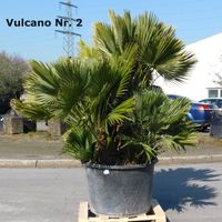 Kompakte Zwergpalme Chamaerops Humilis Vulcano 180cm hoch Nordrhein-Westfalen - Oberhausen Vorschau