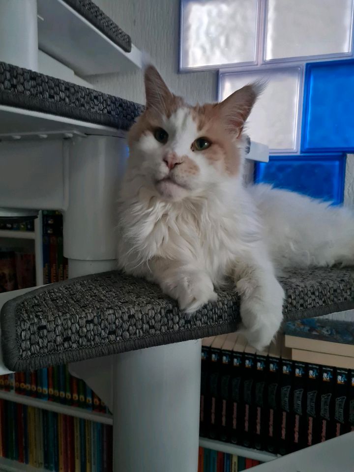 Maine coon Kater in Rhauderfehn