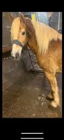 Haflinger Wallach XXL super brav geritten Familien Pferd Allround Rheinland-Pfalz - Wittlich Vorschau