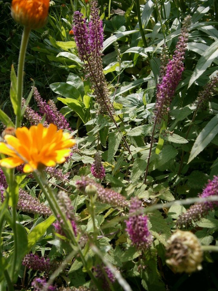 STAUDENSAMEN: KAUKASUS-GAMANDER - BLAUVIOLETTE  BLÜTENKERZEN in Lutherstadt Wittenberg