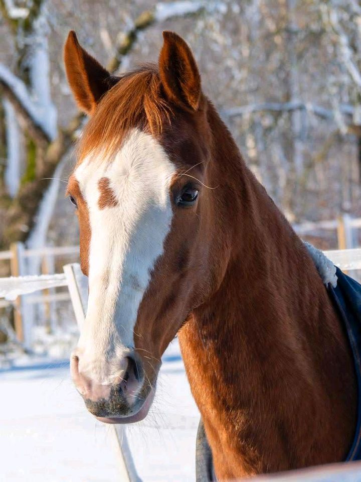 Reitbeteiligung auf Endmasspony zu vergeben in Harpstedt