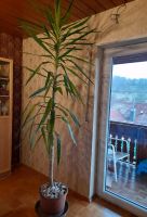 YUCCA Palme Palmlilie 2,40m mit Topf Baden-Württemberg - Neckargemünd Vorschau