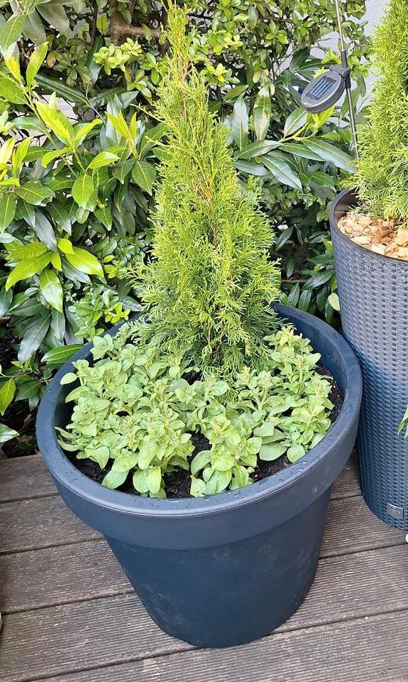 XXL Pflanzkübel, Blumenkasten, Blumentopf Ø 58 cm Top anthrazit in Hannover