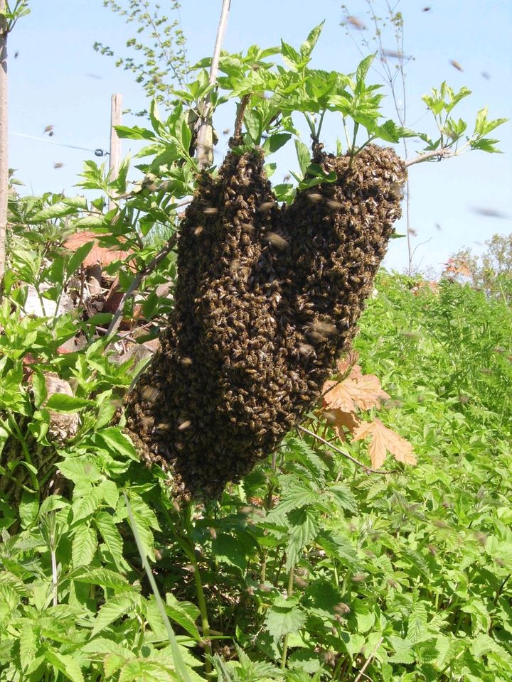 Bienenschwarm,Schwarm in Igersheim