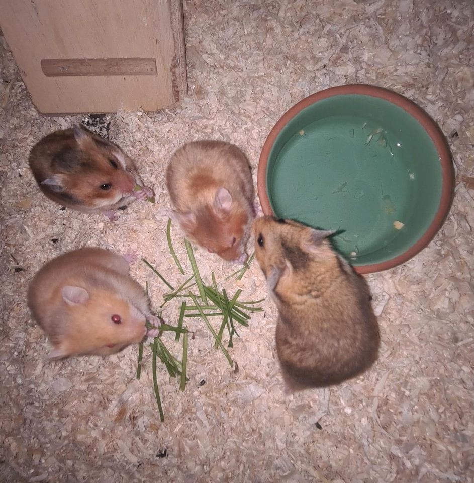 Goldhamster Babys dürfen ausziehen in Berlin