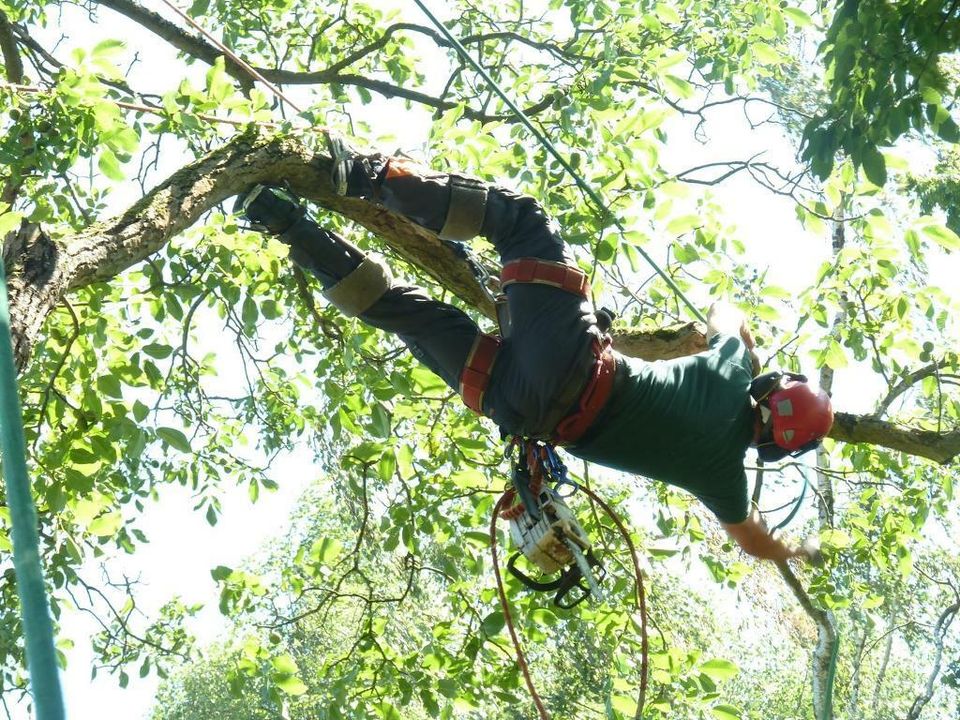 Baum Baumpflege Baumfällung Risikofällung Sturmschäden in Köln