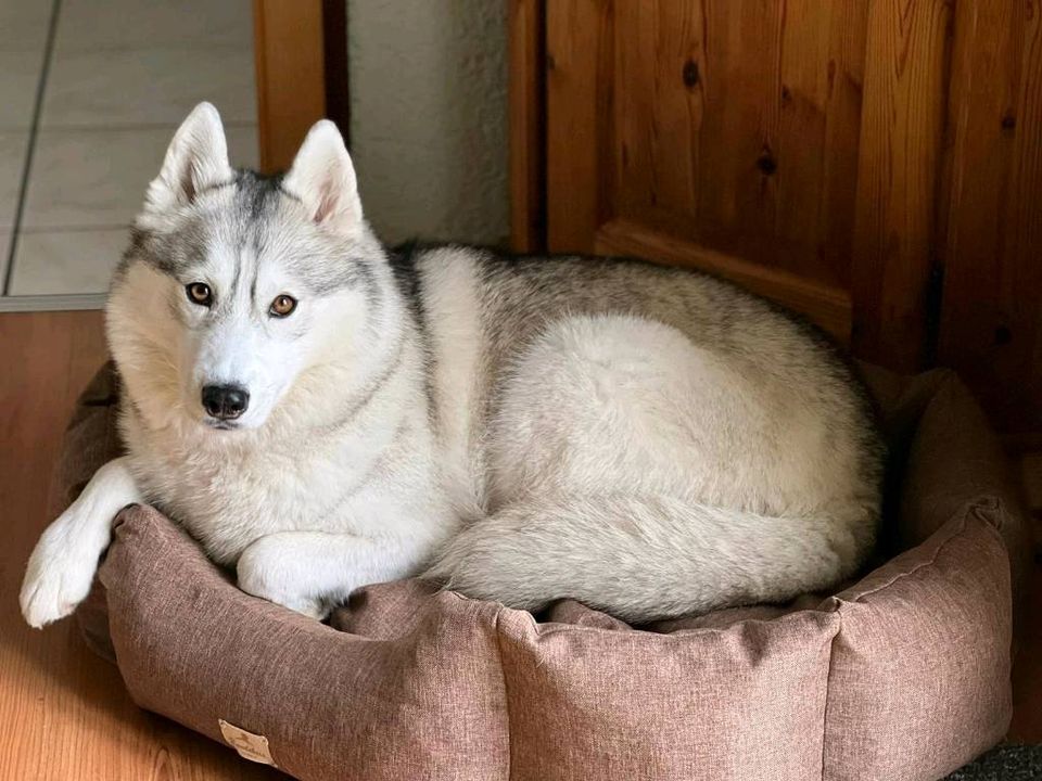 Stoff-Hundebett, Ecki, waschbar, abnehmbarer Bezug in Hennef (Sieg)