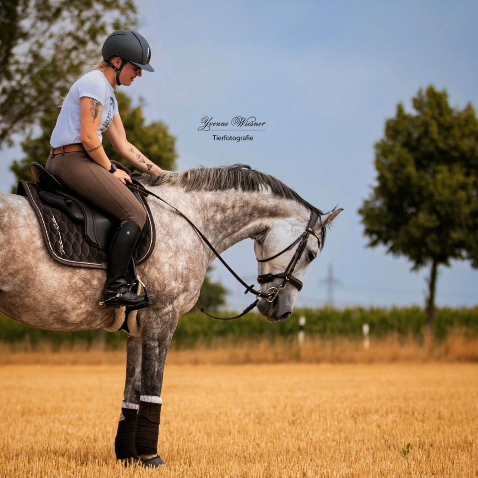 Dressursattel Sommer Minos equitation spanisch Wanderreitsattel in Wolfsburg