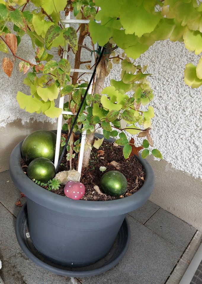 Gingkobaum ohne Früchte ( Glücksbaum ) in Eislingen (Fils)