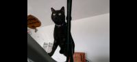 Schwarze Katze in Fürth vermisst Bayern - Fürth Vorschau