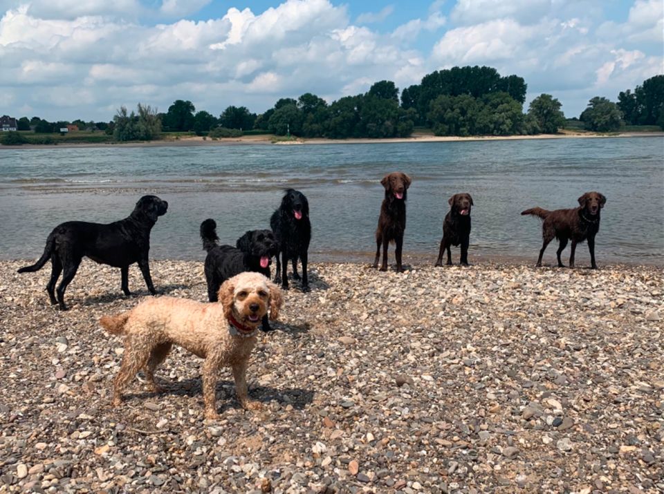 Hundeausführdienst / Gassiservice / Dogwalking in Düsseldorf