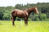 Quarter Horse, Jährling, Hengst,  Reining, Shiners Voodoo, NRHA Bayern - Vilsheim Vorschau