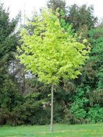 Siberahorn Baum 1,50 m hoch Garten Schneller Sichtschutz Nordrhein-Westfalen - Bad Oeynhausen Vorschau