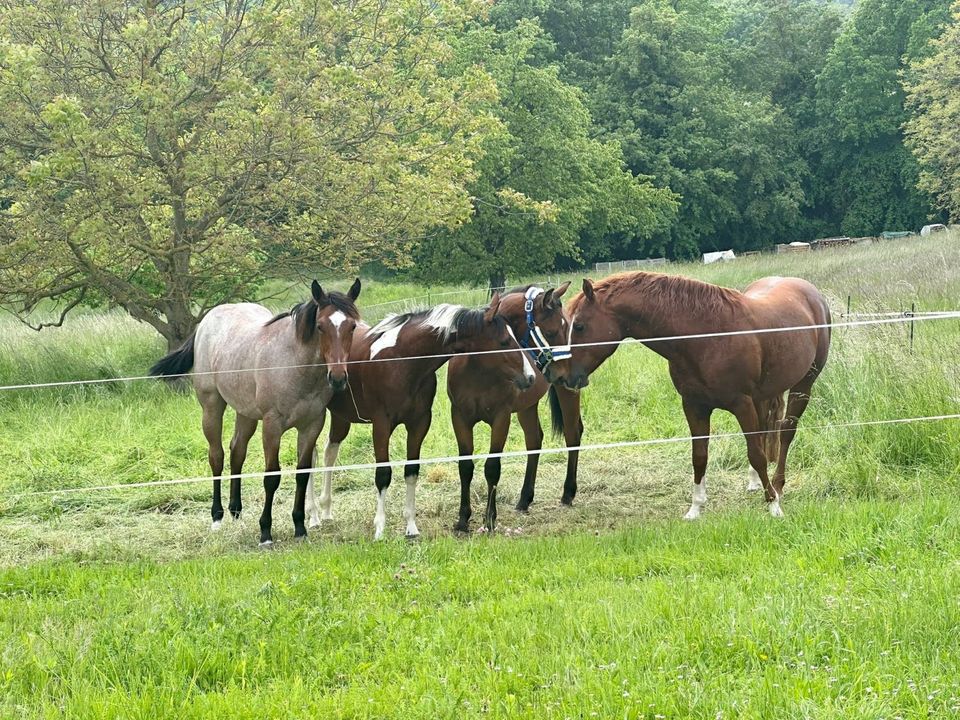 Quarter Horse,All-Around Hengst,Nachwuchs von AINT IT THE BLUES in Erligheim