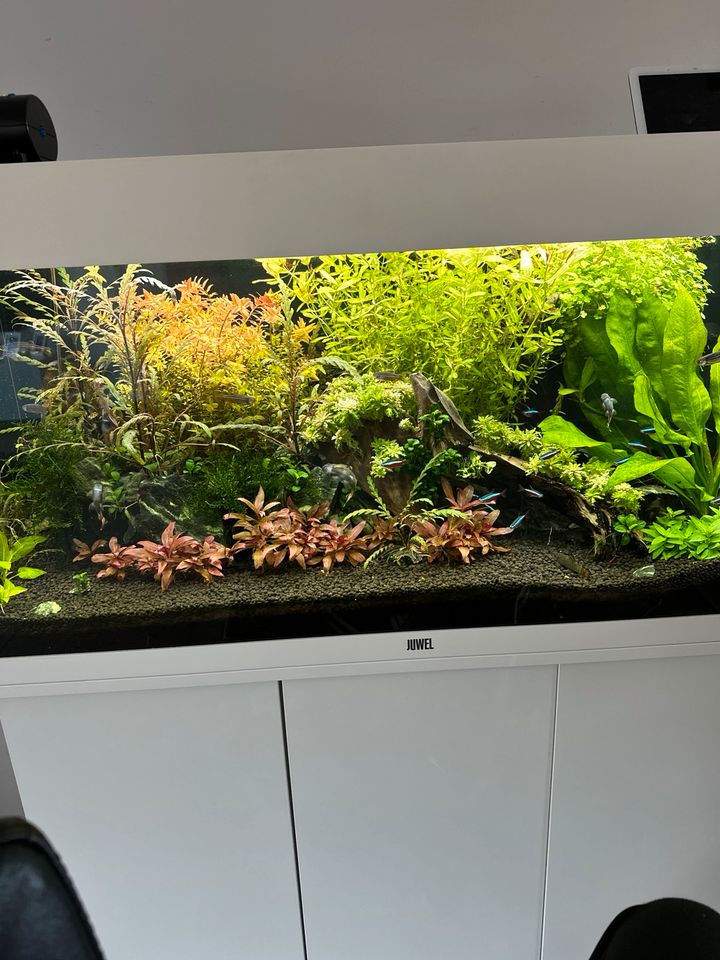 Aquarium Pflanzen in Stolberg (Rhld)