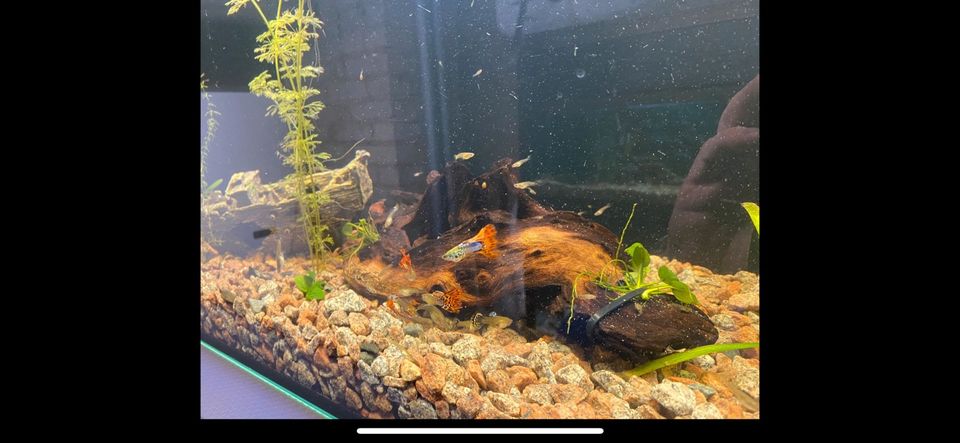 Guppys Fische Privatzucht viele Arten in Barchfeld