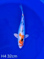 Koi D-Yamato 32cm H4-61 Nordrhein-Westfalen - Wadersloh Vorschau