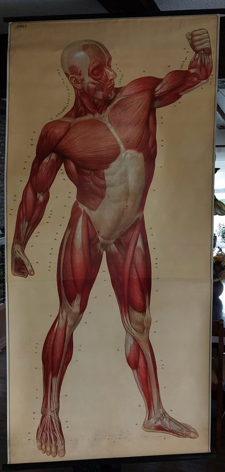 Poster Menschlicher Körper Muskeln Fitness in Hammah