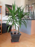 Yucca yuccapalme jucca  160 cm au Regensburg Bayern - Neumarkt i.d.OPf. Vorschau