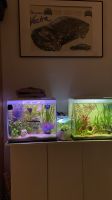 Fluval flex 57 Liter rgb Licht pumpe heitzstab weiß Aquarium Bayern - Günzburg Vorschau