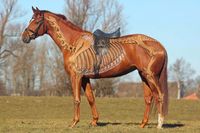 Pferdeosteopathie Pferdephysiotherapie - Osteopathie für Pferde Bayern - Peiting Vorschau