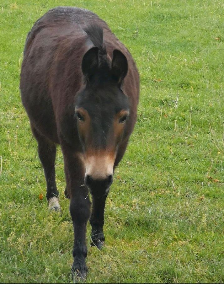 Muli Wallach Esel + Pony in Hameln