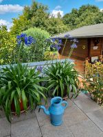 Agapanthus Nordrhein-Westfalen - Kirchlengern Vorschau