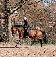 Pferd sucht Reitbeteiligung Rheinland-Pfalz - Bendorf Vorschau