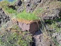 Grassoden Rasenstücke für Hochbeet Befüllung oder sonstiges zu ve Niedersachsen - Bad Zwischenahn Vorschau