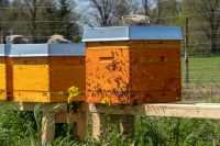 Bienenbeute US-Dadant Komplettset Sachsen - Großenhain Vorschau