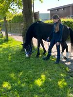 Pflegebeteiligung Pony Lünen Niederaden kein Reiten Dortmund - Hörde Vorschau
