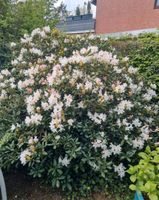 Rhododendron mit weißen Blüten zum selbstausgraben zu verschenken Osterholz - Ellenerbrok-Schevemoor Vorschau