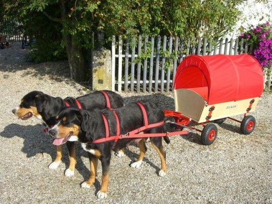 Hundewagen Komplett mit Geschirr, Bollerwagen, Anleitung 100 cm in Wallersdorf