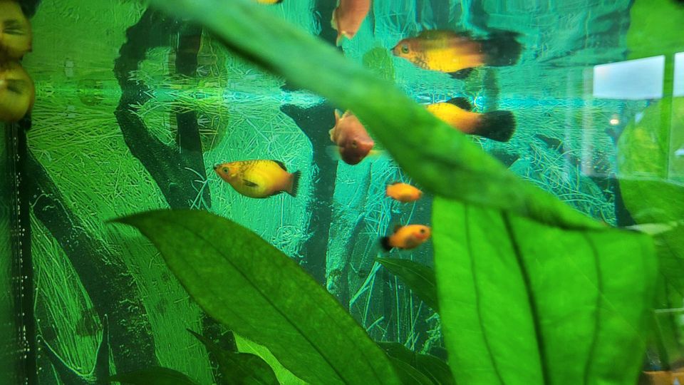 Korallenplatys abzugeben in Dresden