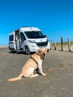 Campervan für 2024 mieten und mit dem Hund Urlaub machen! Niedersachsen - Georgsmarienhütte Vorschau