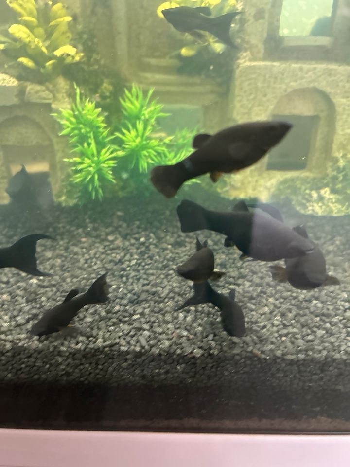 Fische „Black Mollys“ in Marl
