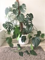 große Monstera Philodendron mit Übertopf 4 Stück vorhanden Berlin - Mitte Vorschau