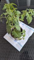 Tomaten Jungpflanzen Sorte Stier Stirn Nordrhein-Westfalen - Soest Vorschau