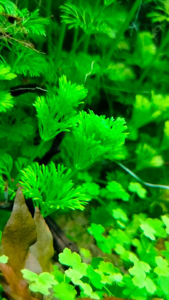 Aquariumpflanze, Wasserpflanze Blütenstielloser Sumpffreund in Oberhausen