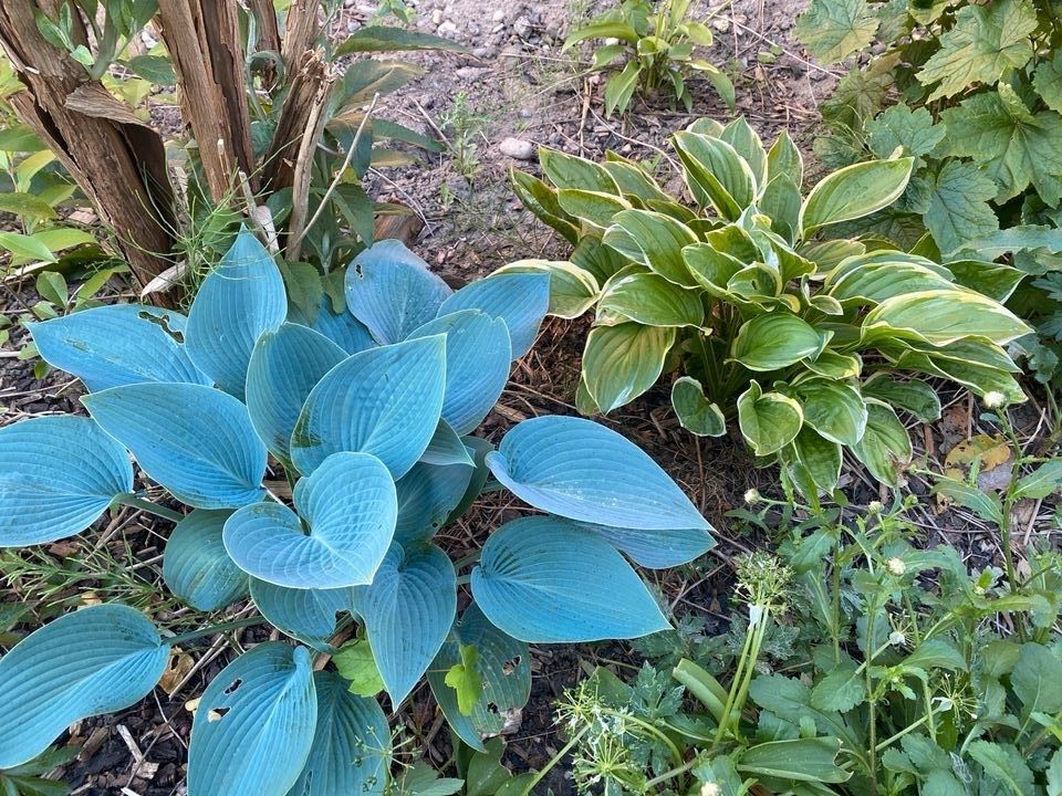 Funkien❤️Gartenpflanzen in Ratzeburg