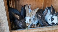 Stallhasen Kaninchen junge Hasen Bayern - Edling Vorschau